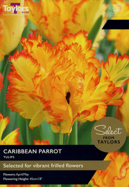 Tulip Caribbean Parrot