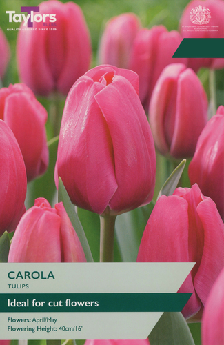 Tulip Carola