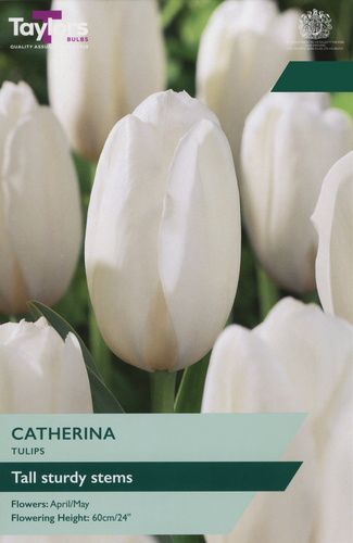 Tulip Catherina