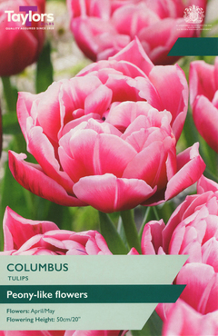Tulip Columbus
