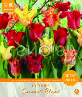 Tulip Coronet Blend Promo Pack