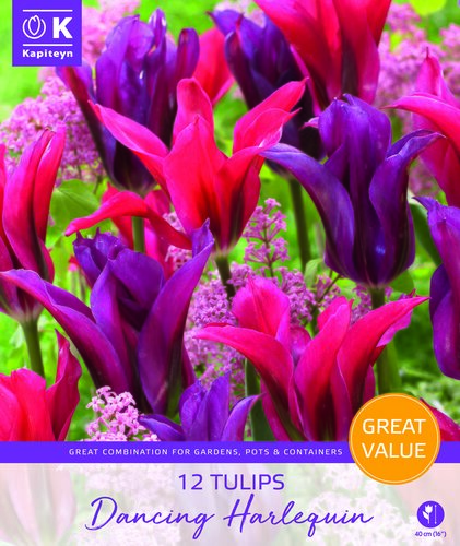 Tulip Dancing Harlequin Promo Pack