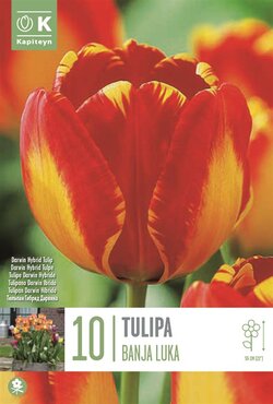 Tulip Darwin Hybrid Banja Luka