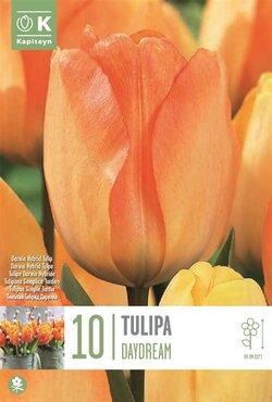 Tulip Darwin Hybrid Daydream