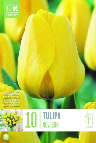 Tulip Darwin Hybrid Novisun x 10