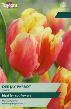 Tulip Dee Jay Parrot