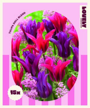 Tulip Doll Blend Combi Pack