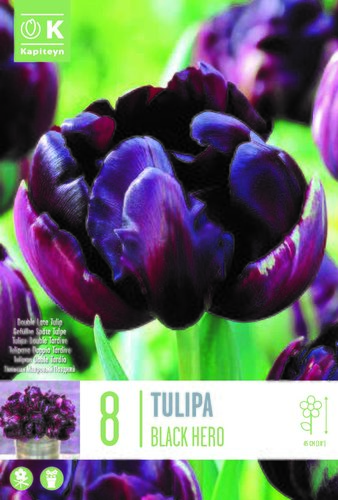 Tulip Double Black Hero x 8