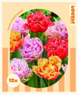 Tulip Double Crispa Mix Combi Pack