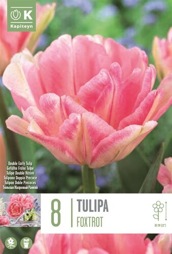 Tulip Double Foxtrot