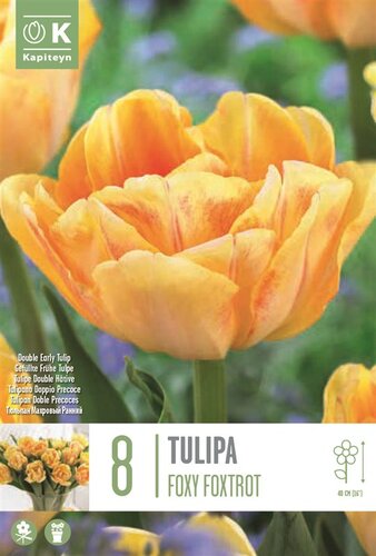 Tulip Double Foxy Foxtrot