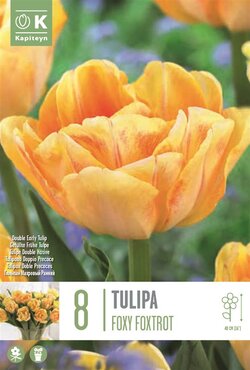 Tulip Double Foxy Foxtrot