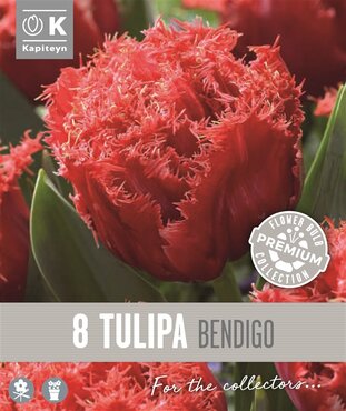 Tulip Double Fringed Bendigo