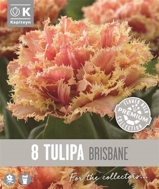 Tulip Double Fringed Brisbane