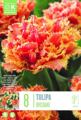 Tulip Double Fringed Brisbane