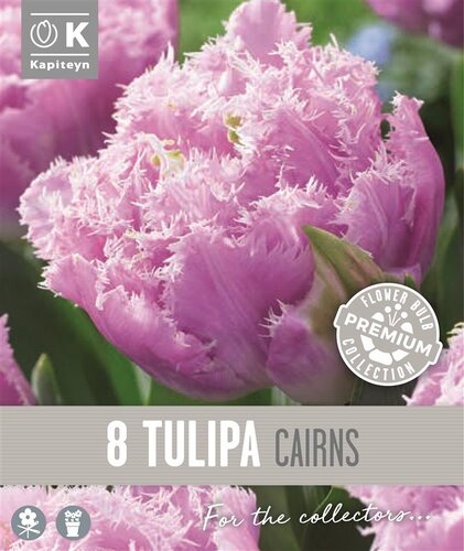 Tulip Double Fringed Cairns