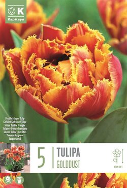 Tulip Double Fringed Golddust