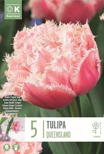 Tulip Double Fringed Queensland