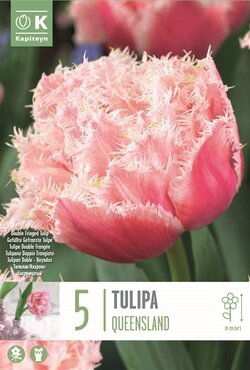 Tulip Double Fringed Queensland