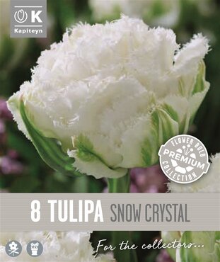 Tulip Double Fringed Snow Crystal