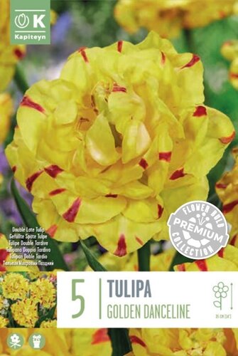 Tulip Double Golden Danceline