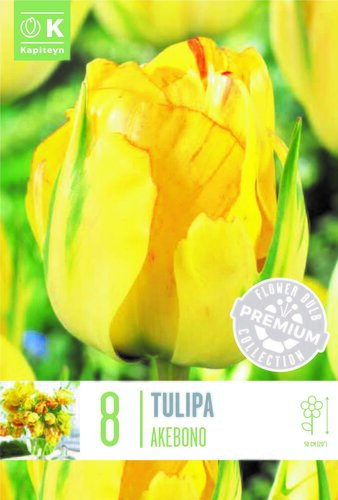 Tulip Double Late Akebono