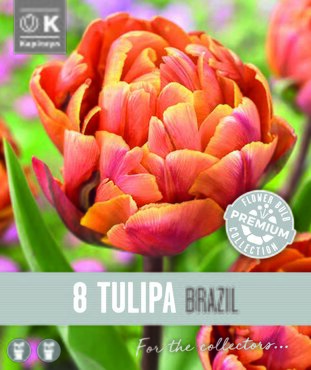 Tulip Double Late Brazil