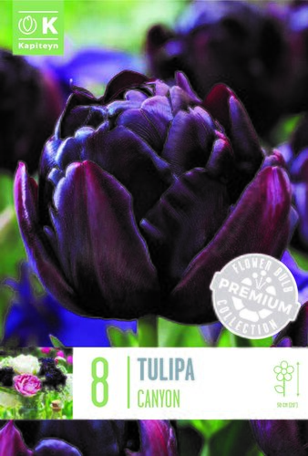 Tulip Double Late Canyon