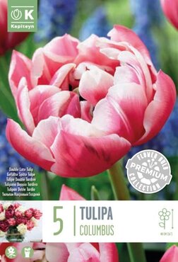 Tulip Double Late Columbus