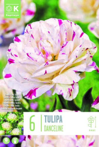 Tulip Double Late Danceline x 6