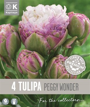 Tulip Double Late Peggy Wonder