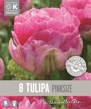 Tulip Double Late Pink Size