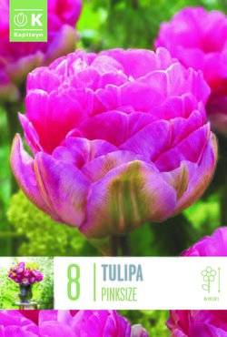 Tulip Double Late Pink Size