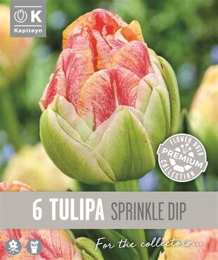Tulip Double Late Sprinkle Dip