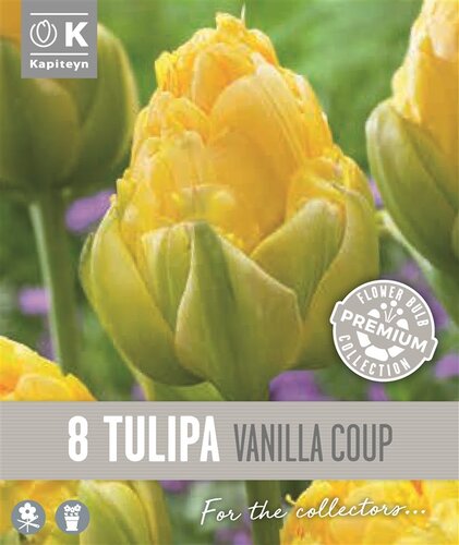 Tulip Double Late Vanilla Coup