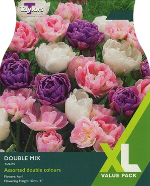 Tulip Double Mix x 15