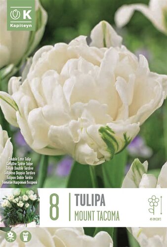 Tulip Double Mount Tacoma