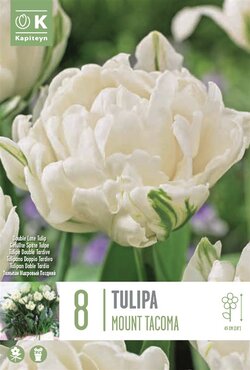 Tulip Double Mount Tacoma