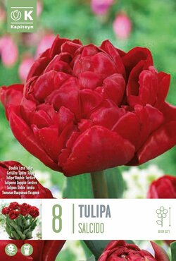 Tulip Double Salcido