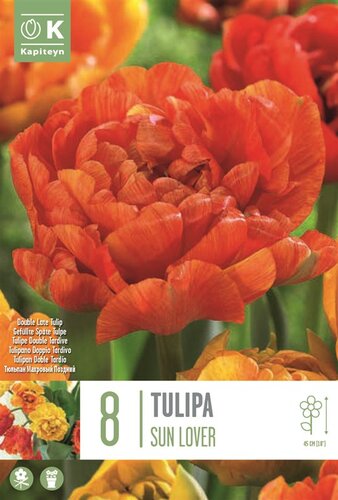 Tulip Double Sun Lover