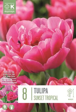 Tulip Double Sunset Tropical
