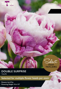 Tulip Double Surprise