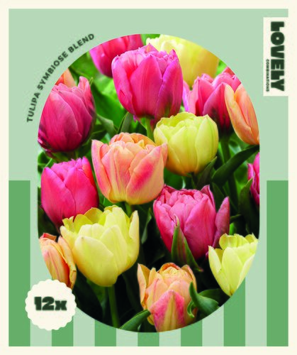 Tulip Double Symbiose Blend Combi Pack