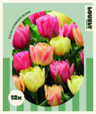 Tulip Double Symbiose Blend Combi Pack