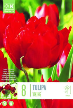 Tulip Double Viking x 8