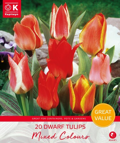 Tulip Dwarf Mixed Promo Pack