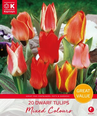 Tulip Dwarf Mixed Promo Pack