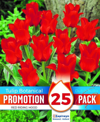 Tulip Dwarf Red Riding Hood Promo Pack