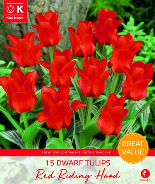 Tulip Dwarf Red Riding Hood Promo Pack
