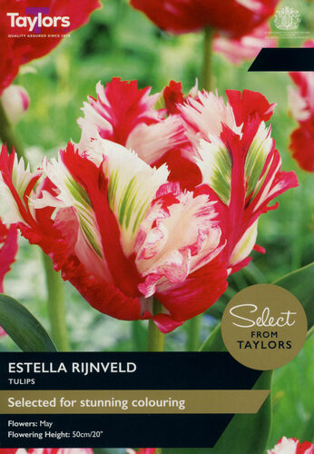 Tulip Estella Rijnveld